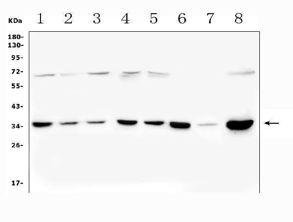 Anti-PITX2/RGS Antibody Picoband® Boster Bio