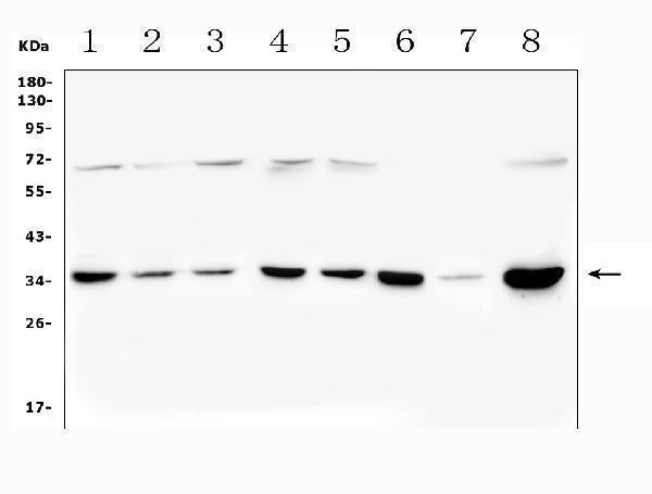 Anti-PITX2/RGS Antibody Picoband® Boster Bio