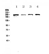 Anti-SCRIBBLE Antibody Picoband® Boster Bio