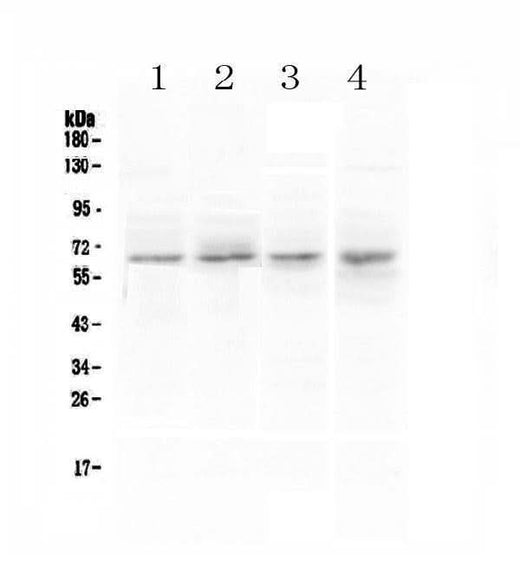 Anti-CCKBR Antibody Picoband® Boster Bio