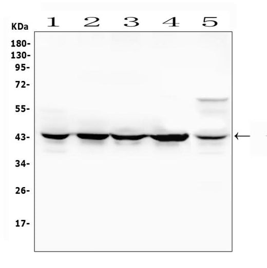 Anti-MEK4/MAP2K4 Antibody Picoband® Boster Bio
