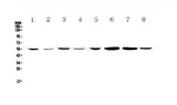 Anti-CCR3 Antibody Picoband® Boster Bio