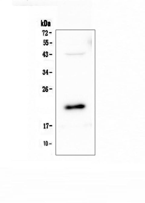 Anti-AES Antibody Picoband® Boster Bio