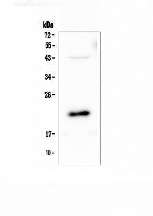 Anti-AES Antibody Picoband® Boster Bio