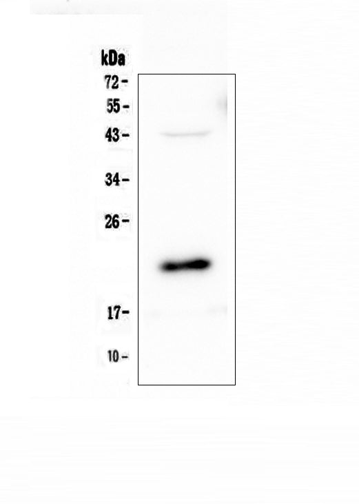 Anti-AES Antibody Picoband® Boster Bio