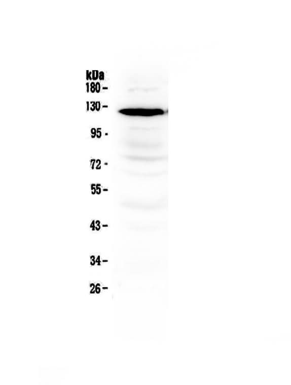 Anti-NMDAR1/GRIN1 Antibody Picoband® Boster Bio