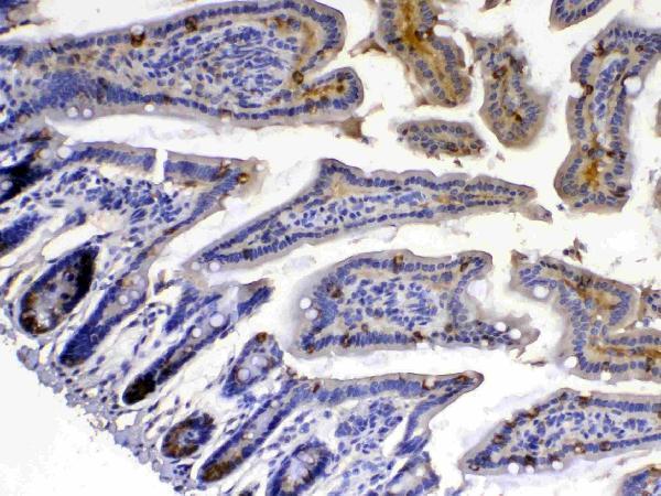 Anti-Xanthine Oxidase/XDH Antibody Picoband® Boster Bio