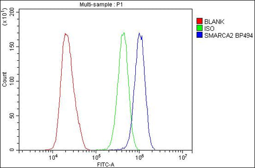 Anti-SMARCA2/BRM Antibody Picoband® Boster Bio