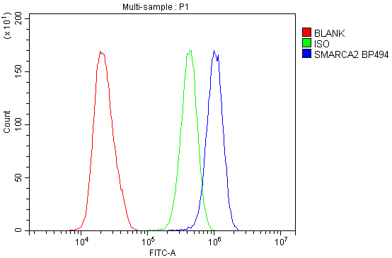 Anti-SMARCA2/BRM Antibody Picoband® Boster Bio