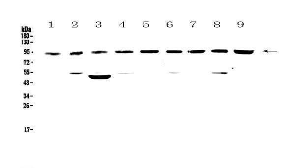 Anti-Cullin 5/CUL5 Antibody Picoband® Boster Bio