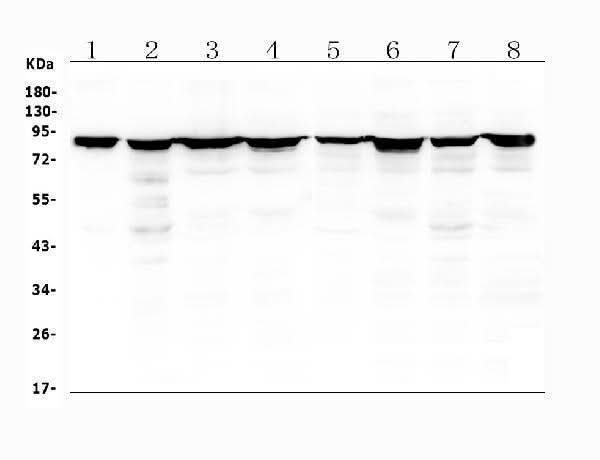 Anti-Radixin/RDX Antibody Picoband® Boster Bio