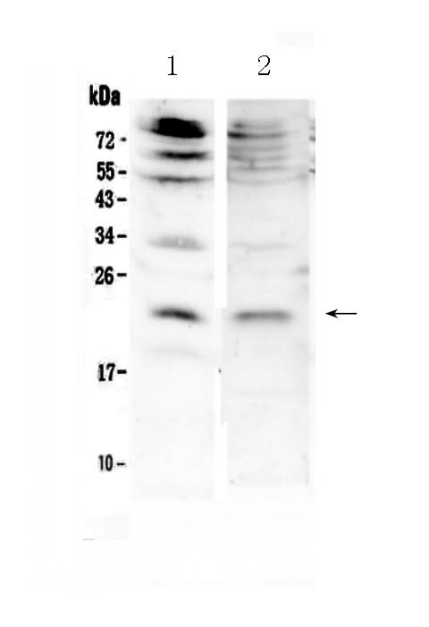 Anti-KGF/Fgf7 Antibody Picoband® Boster Bio