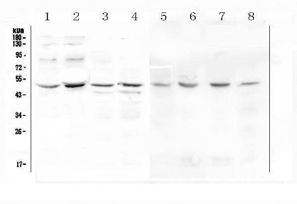 Anti-KCNN4 Antibody Picoband® Boster Bio