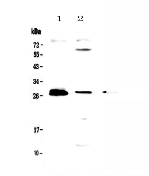 Anti-TWEAK/TNFSF12 Antibody Picoband® Boster Bio