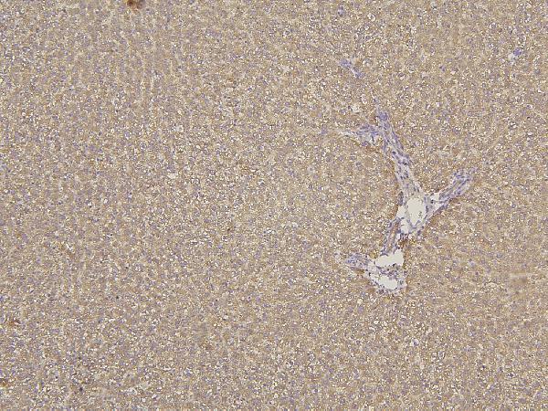 Anti-Cytochrome p450 2C19/CYP2C19 Antibody Picoband® Boster Bio