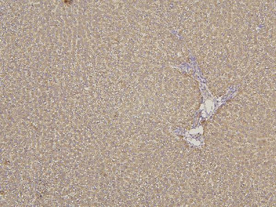 Anti-Cytochrome p450 2C19/CYP2C19 Antibody Picoband® Boster Bio