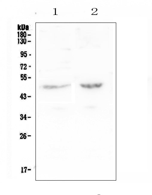 Anti-PAFAH/PLA2G7 Antibody Picoband® Boster Bio