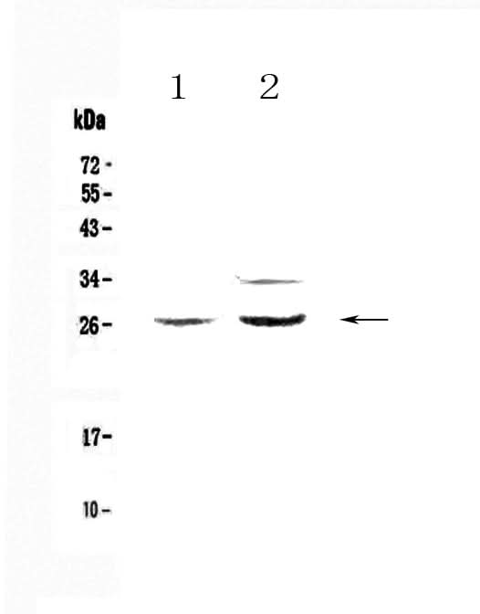 Anti-Betacellulin/Btc Antibody Picoband® Boster Bio