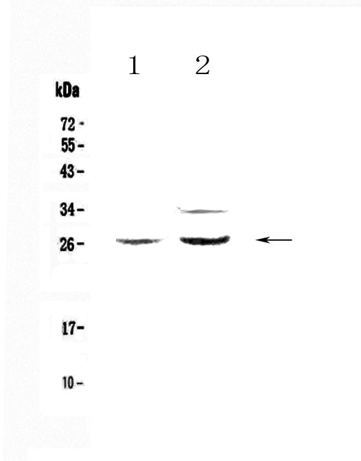 Anti-Betacellulin/Btc Antibody Picoband® Boster Bio