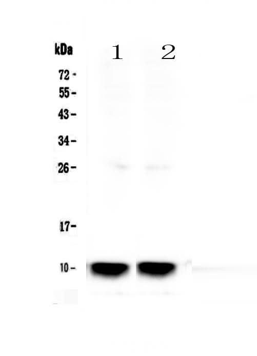 Anti-Uteroglobin/Scgb1a1 Antibody Picoband® Boster Bio
