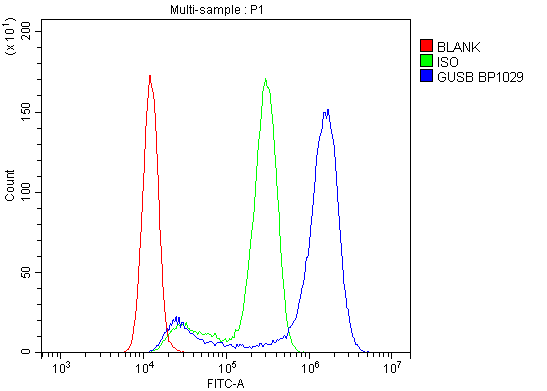 Anti-beta glucuronidase/GUSB Antibody Picoband® Boster Bio