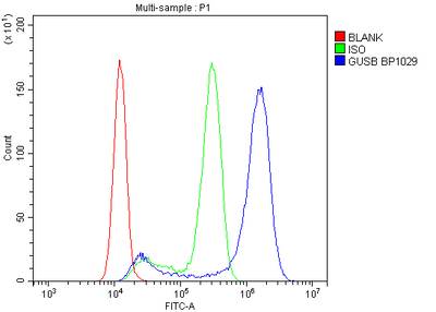 Anti-beta glucuronidase/GUSB Antibody Picoband® Boster Bio