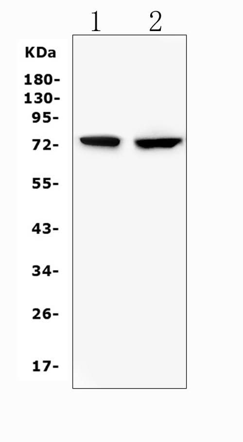 Anti-beta glucuronidase/Gusb Antibody Picoband® Boster Bio