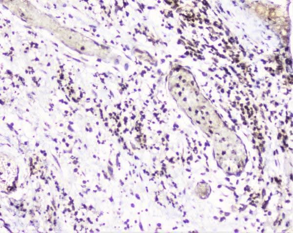 Anti-UBE2I UBC9 Antibody Picoband® Boster Bio