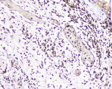 Anti-UBE2I UBC9 Antibody Picoband® Boster Bio