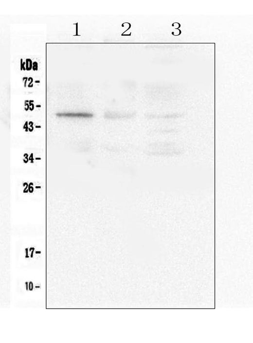 Anti-Caspase-2/CASP2 Antibody Picoband® Boster Bio