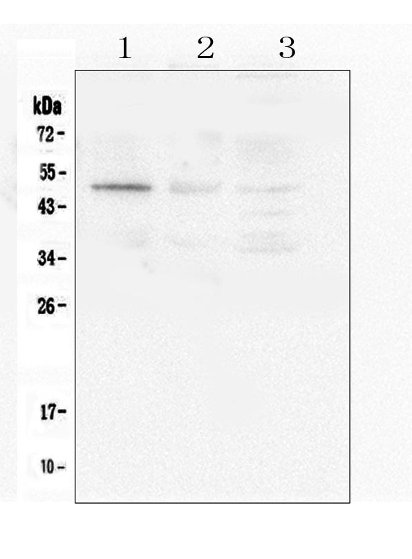 Anti-Caspase-2/CASP2 Antibody Picoband® Boster Bio
