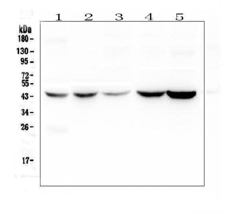Anti-Alpha 1 microglobulin/AMBP Antibody Picoband® Boster Bio