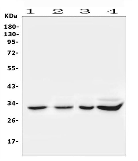 Anti-Syntenin/SDCBP Antibody Picoband® Boster Bio
