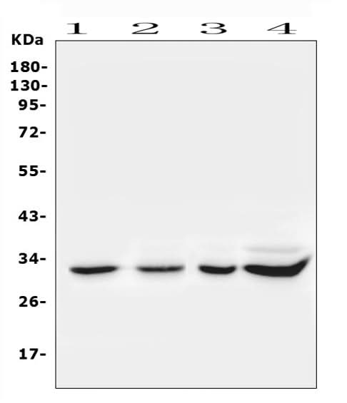 Anti-Syntenin/SDCBP Antibody Picoband® Boster Bio