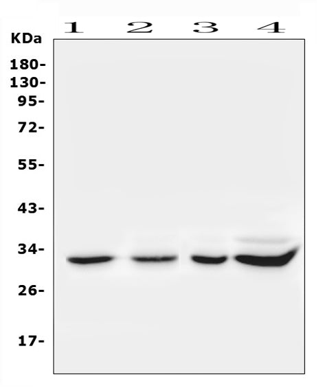 Anti-Syntenin/SDCBP Antibody Picoband® Boster Bio