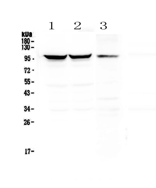 Anti-Dynamin 1/DNM1 Antibody Picoband® Boster Bio