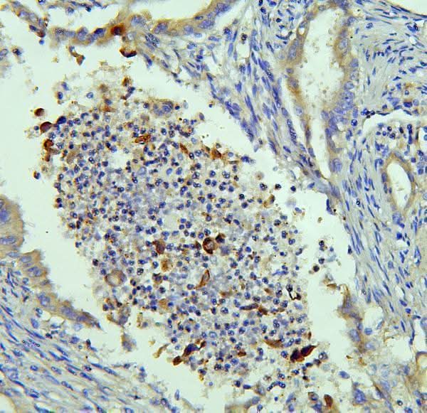 Anti-NRAMP1/SLC11A1 Antibody Picoband® Boster Bio