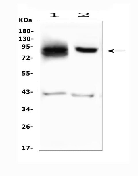 Anti-SMURF2 Antibody Picoband® Boster Bio