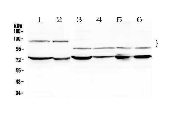 Anti-NFATC4 Antibody Picoband® Boster Bio