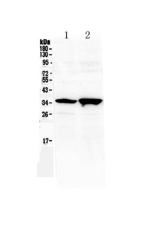 Anti-Six3 Antibody Picoband® Boster Bio