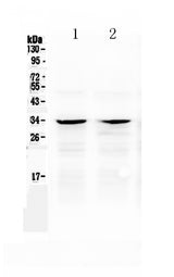 Anti-Caspase-6/CASP6 Antibody Picoband® Boster Bio