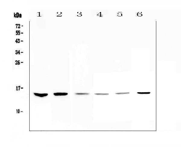 Anti-HE4/WFDC2 Antibody Picoband® Boster Bio