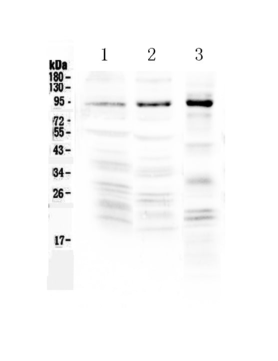 Anti-NPAS2 Antibody Picoband® Boster Bio