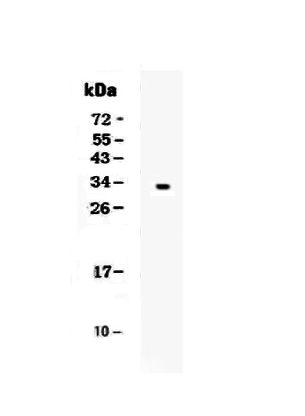 Anti-Kallikrein 1/KLK1 Antibody Picoband® Boster Bio