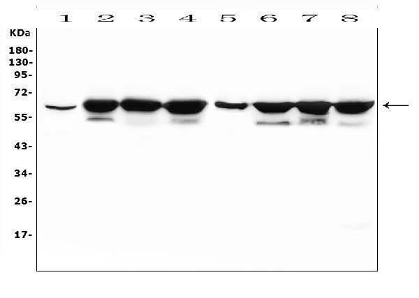Anti-KAT9/ELP3 Antibody Picoband® Boster Bio