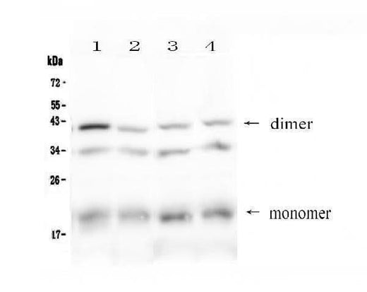Anti-BAFF Receptor/Tnfrsf13c Antibody Picoband® Boster Bio