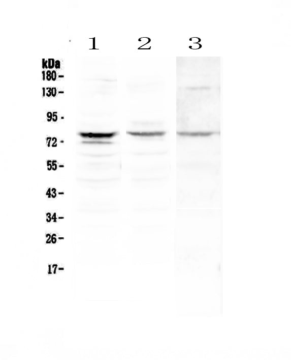 Anti-PLK2 Antibody Picoband® Boster Bio