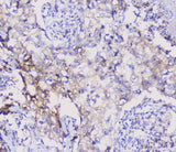 Anti-NSE/ENO2 Antibody Picoband® Boster Bio
