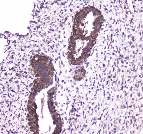 Anti-Caspase 4/CASP4 Antibody Picoband® Boster Bio