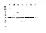 Anti-Caspase 4/Casp4 Antibody Picoband® Boster Bio